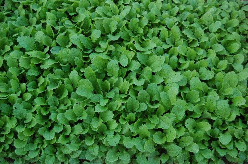 turnip-greens_jjcsjoao_Pixabay