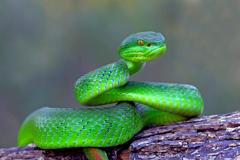 white-lipped island snake