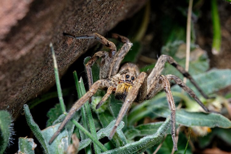 wolf-spider on leaves