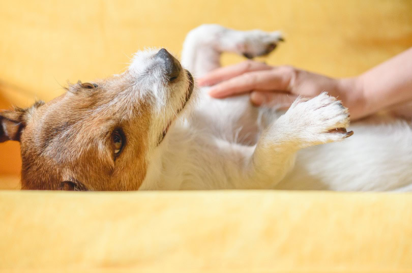 woman strokes and massages domestic dog’s belly on couch