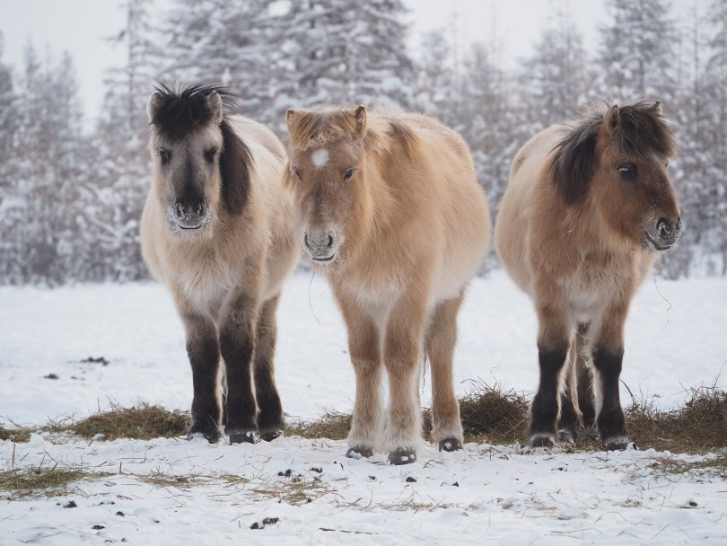 yakut horses
