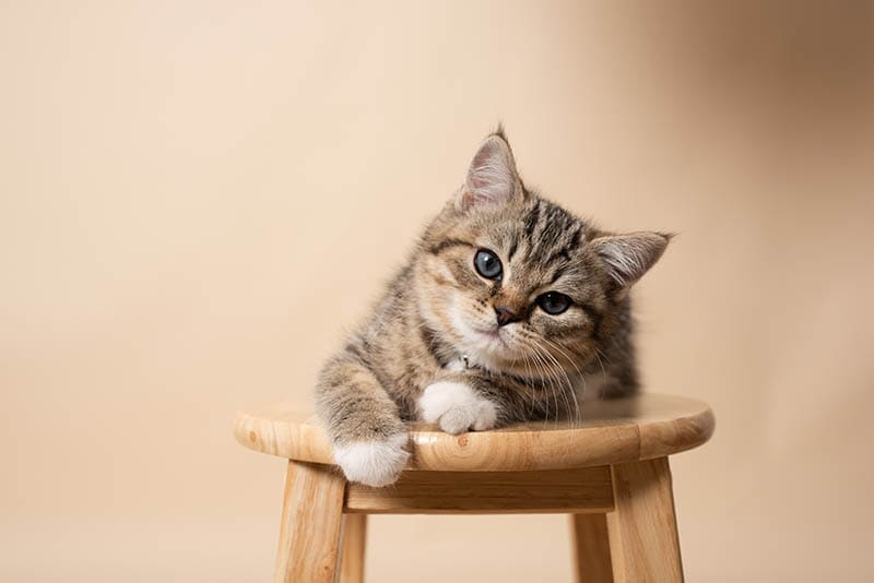 young ragdoll british shorthair cat sitting on wooden stool head tilt