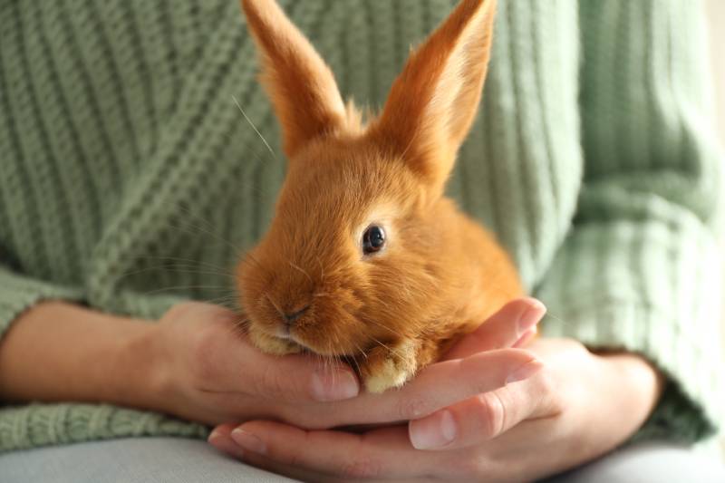 young woman with adorable rabbit indoors