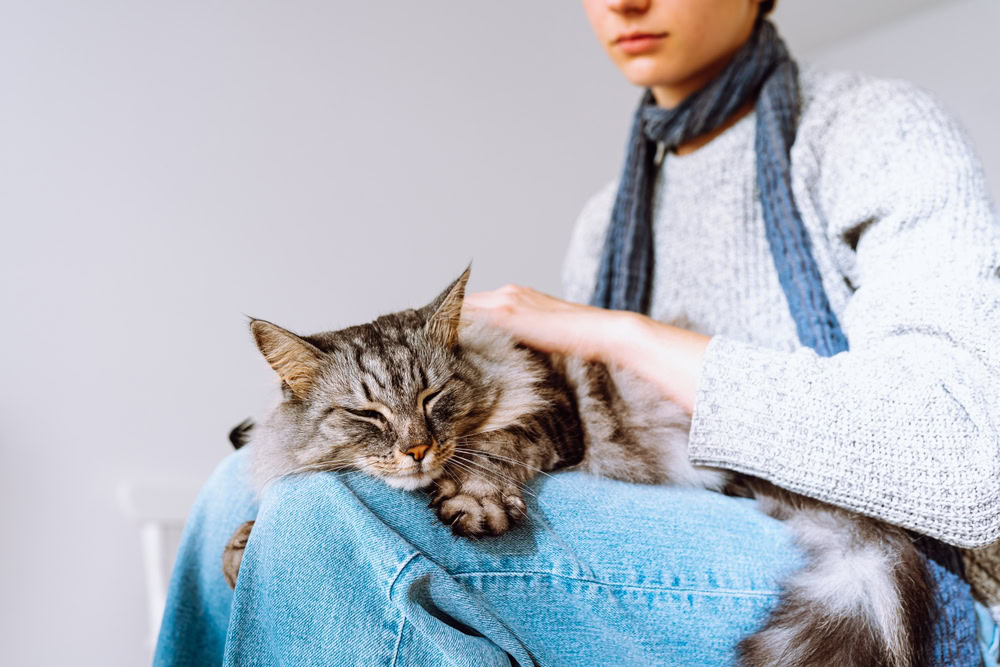 Domestic fluffy tabby cat sleeps on lap of owner