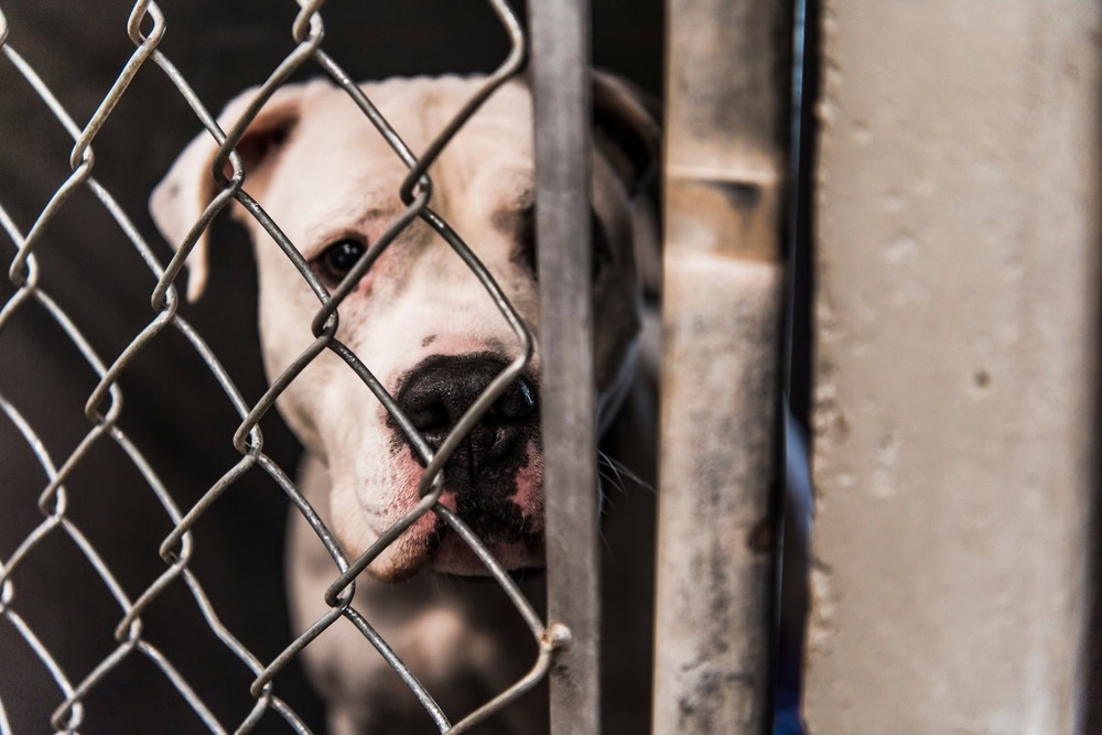 White American Bull Dog Pit Bull Dog Cage