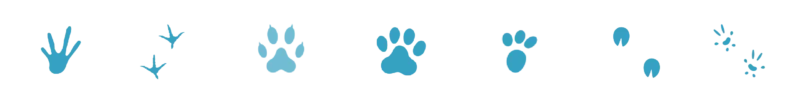 Divider_General_Pet_Paw