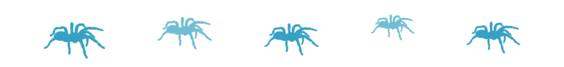 Divider_Spider_insect