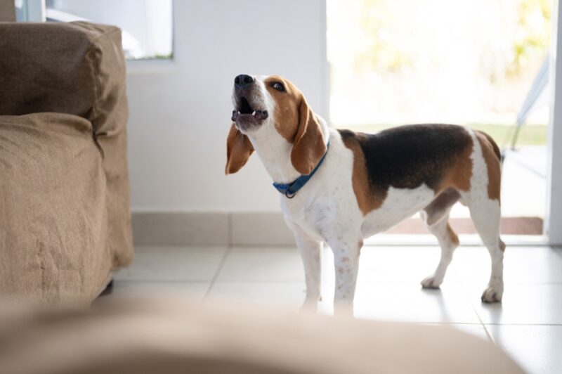 Dog Bark Angry Barking