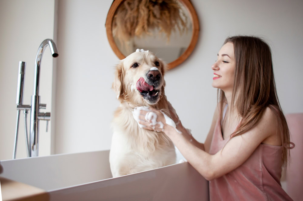 Dog Bath Woman Shampoo