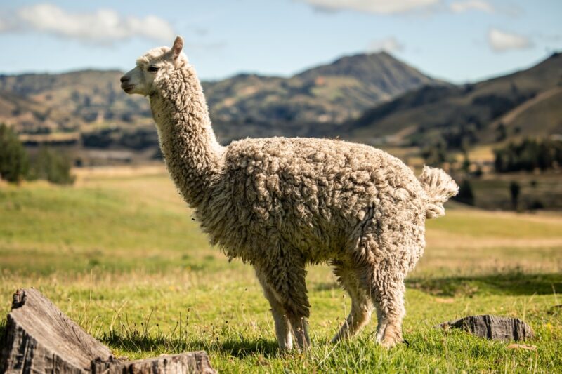 Llamas