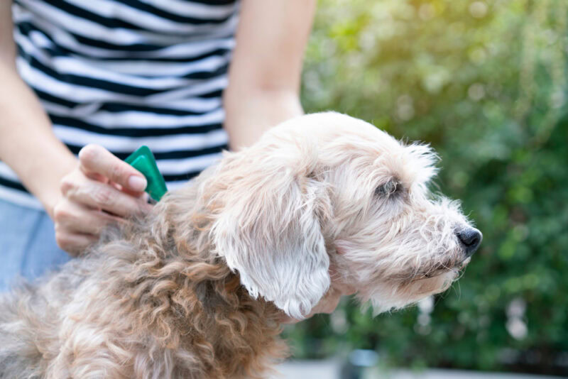 owner-applying-topical-fela-or-tick-treatment-on-their-dog