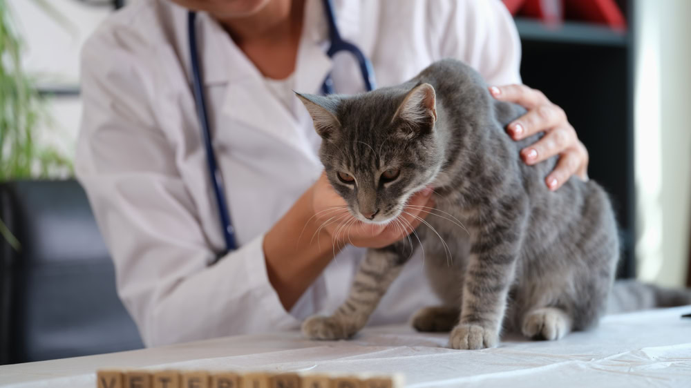 sick cat at the vet