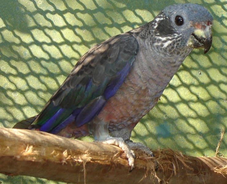 Dusky Pionus