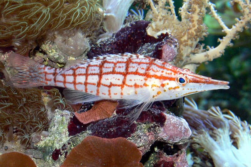 Longnose hawkfish