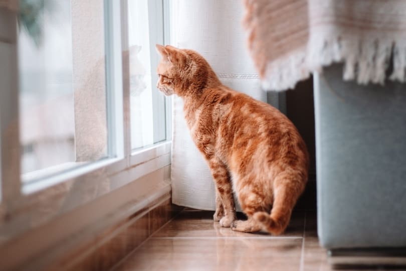Cat inside house looking out the window