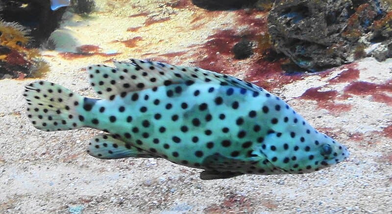 Panther Grouper