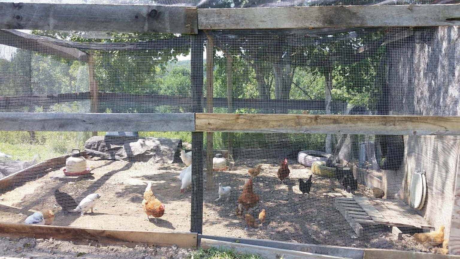 DIY Chicken Run