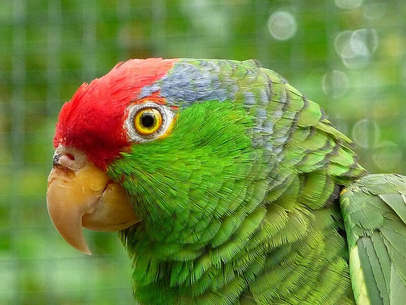 Green-cheeked Amazon