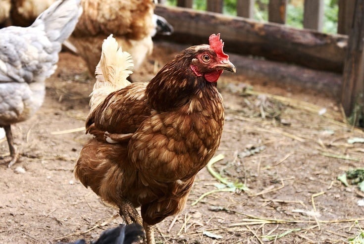 Lohmann Brown Chicken