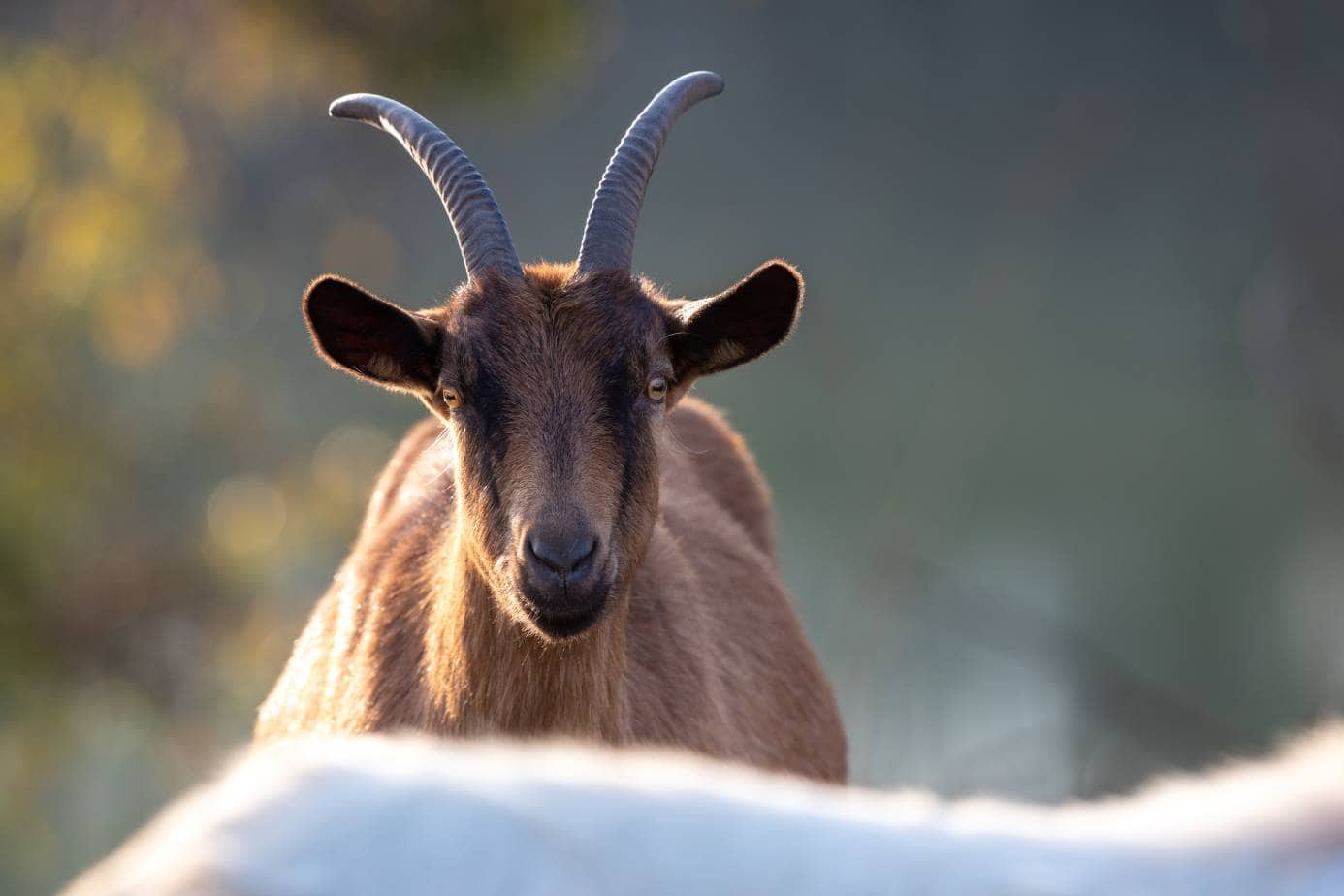 Oberhasli Goat