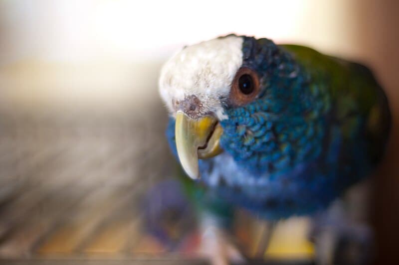 White-crowned Pionus