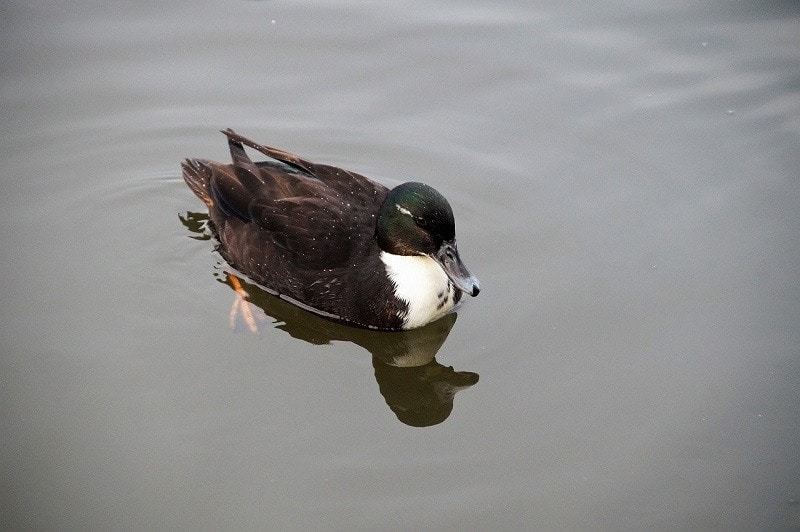 Pomeranian Duck (Anas platyrhynchos)