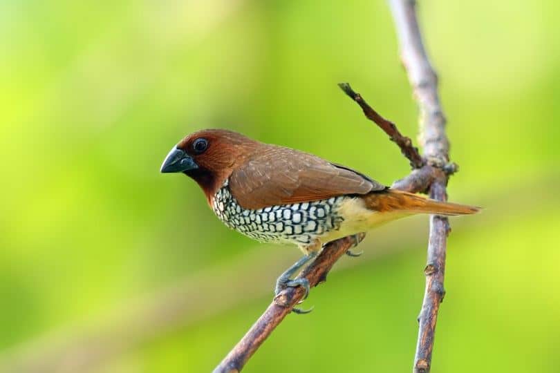 Spice Finch_