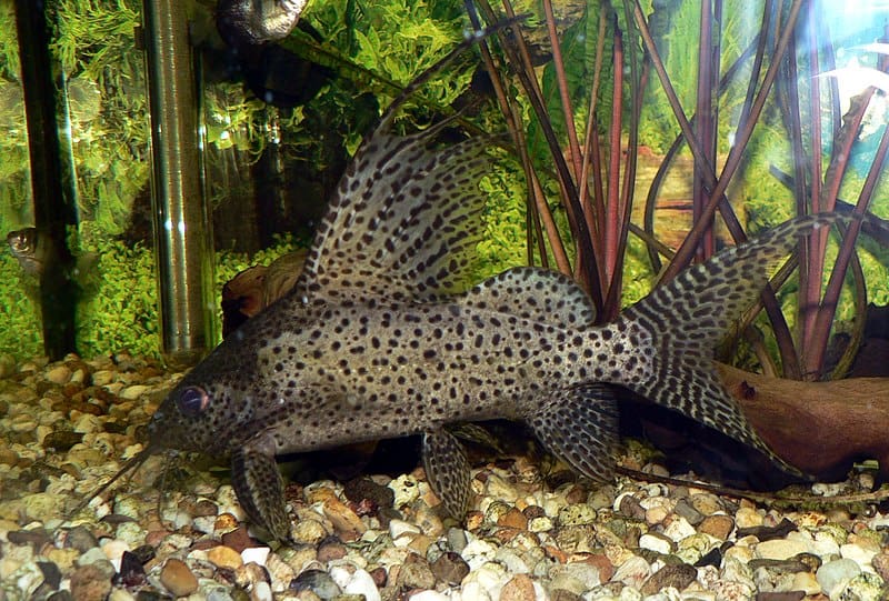 Featherfin Squeaker Catfish