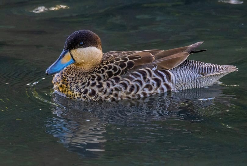 a Silver Teal duck swimming along a shadowed creek