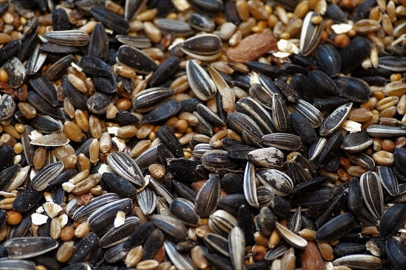 birdseed-pixabay
