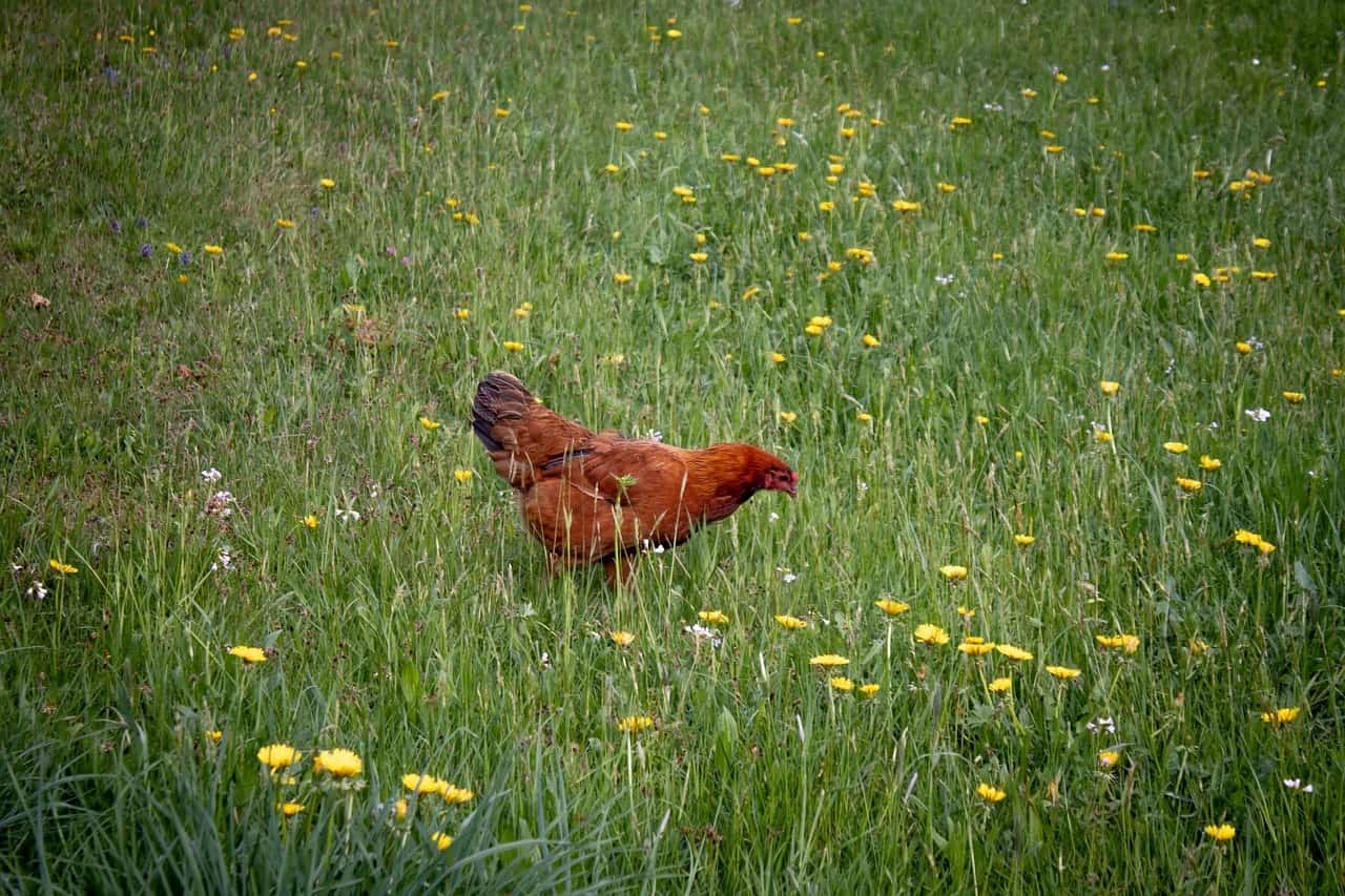 chicken in dandelion field daisy