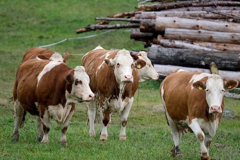 dairy cow standing on grass