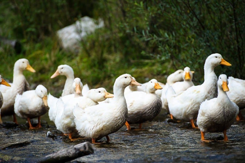 domestic ducks