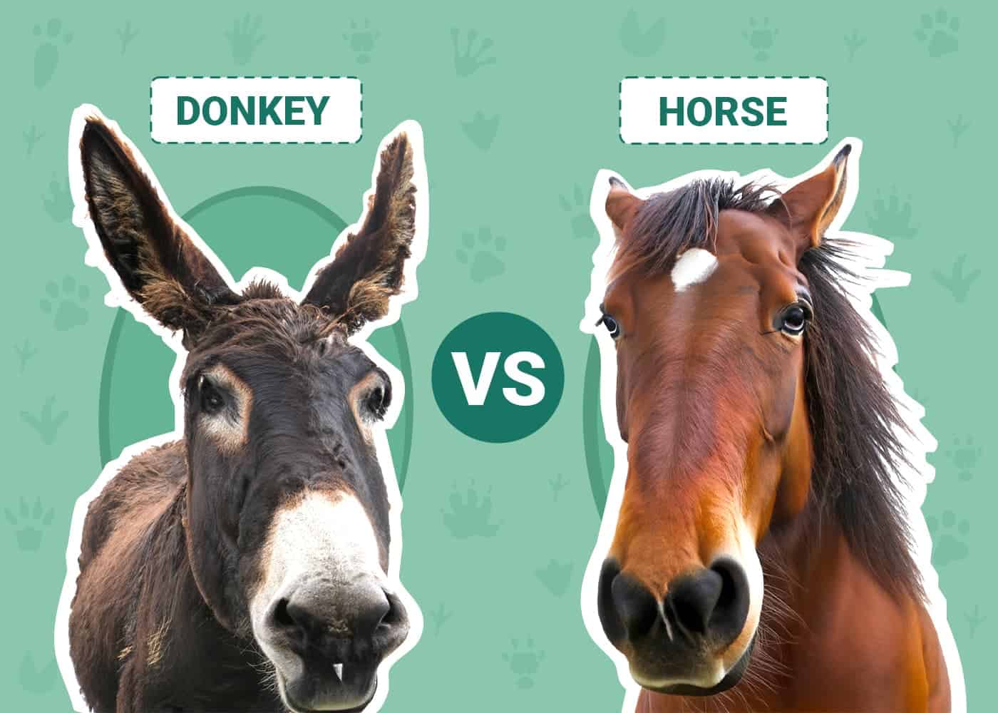 Donkey vs Horse