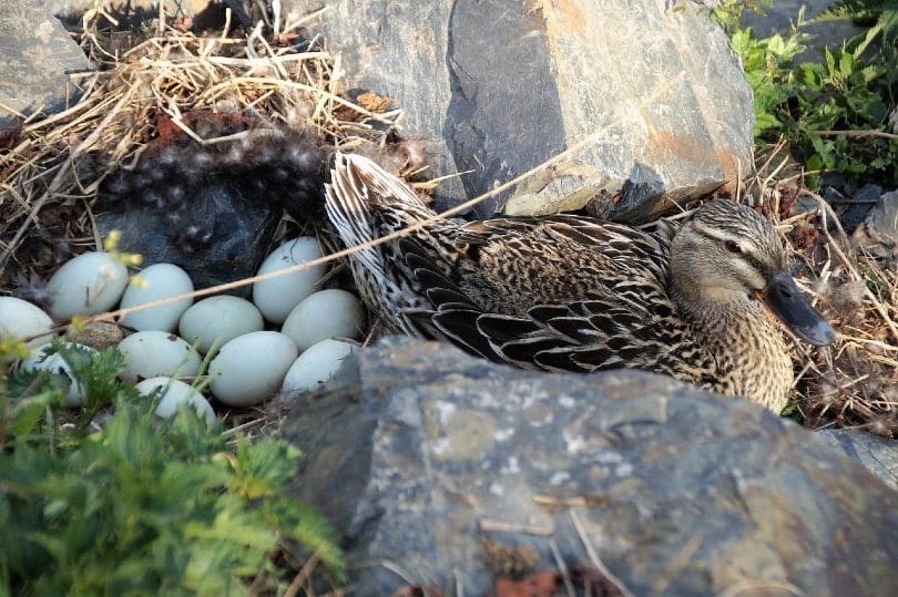 duck eggs