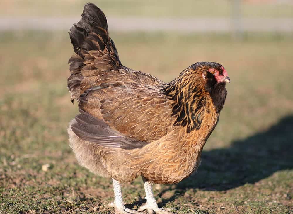 Easter Egger Chicken