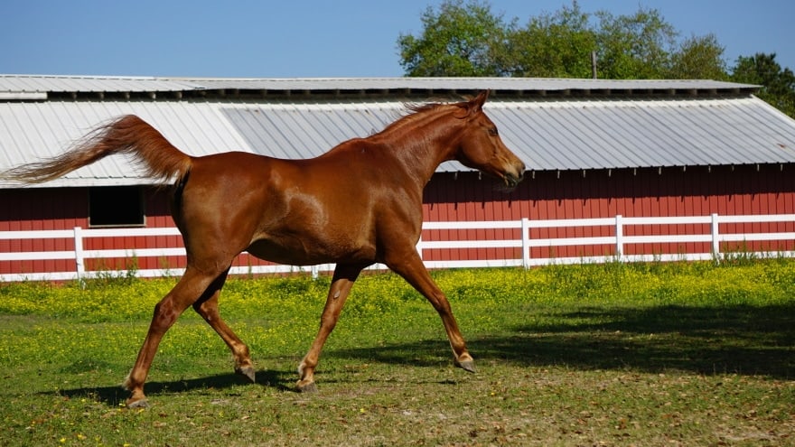 three arabian horses