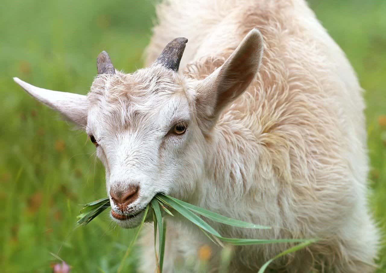 goat eating