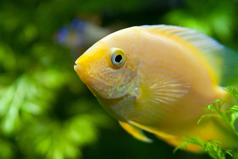 Gold Severum Cichlid