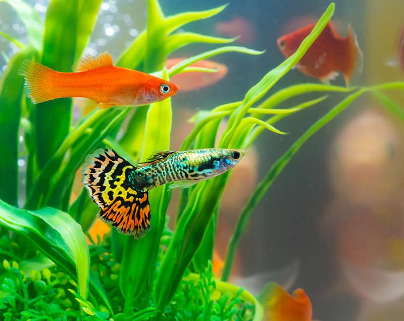 group of fancy guppies in the tank