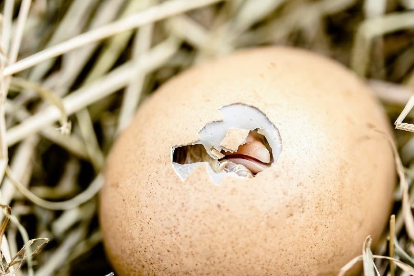 hatching chick