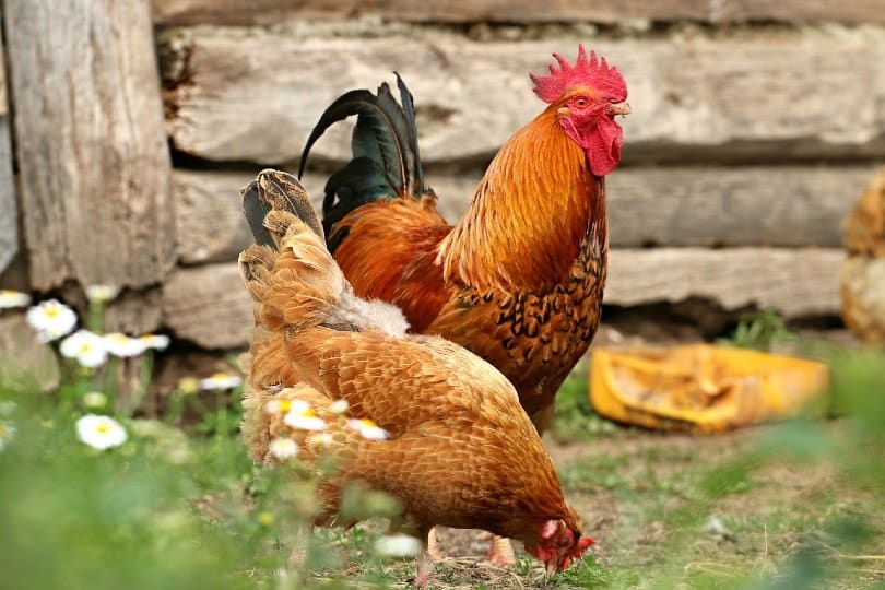 rooster and hen