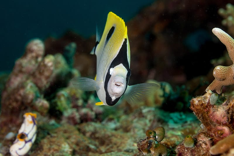 Teardrop butterflyfish