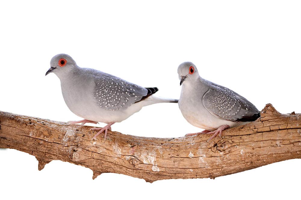 two diamond doves