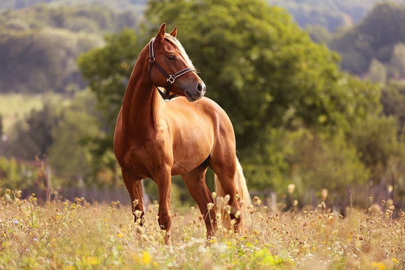 Welsh Pony