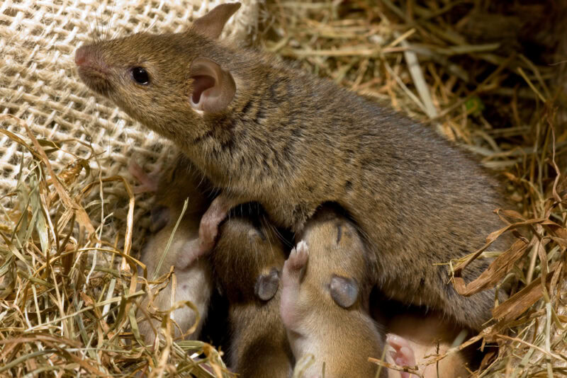 mother mouse feeding the the baby mice