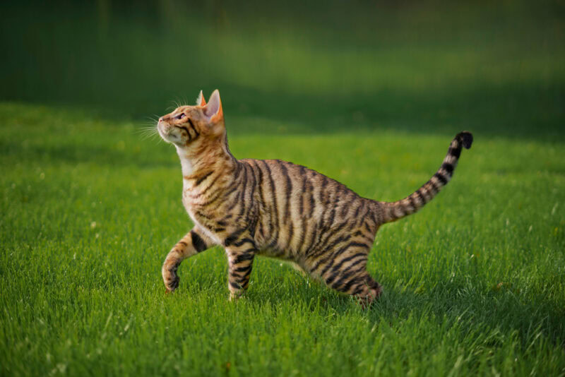 toyger cat walking on grass